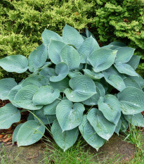 Bohyška - Hosta Blue Angel - hlízy bohyšky - 1 ks