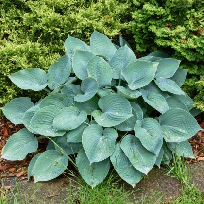 Bohyška - Hosta Blue Angel - hlízy bohyšky - 1 ks