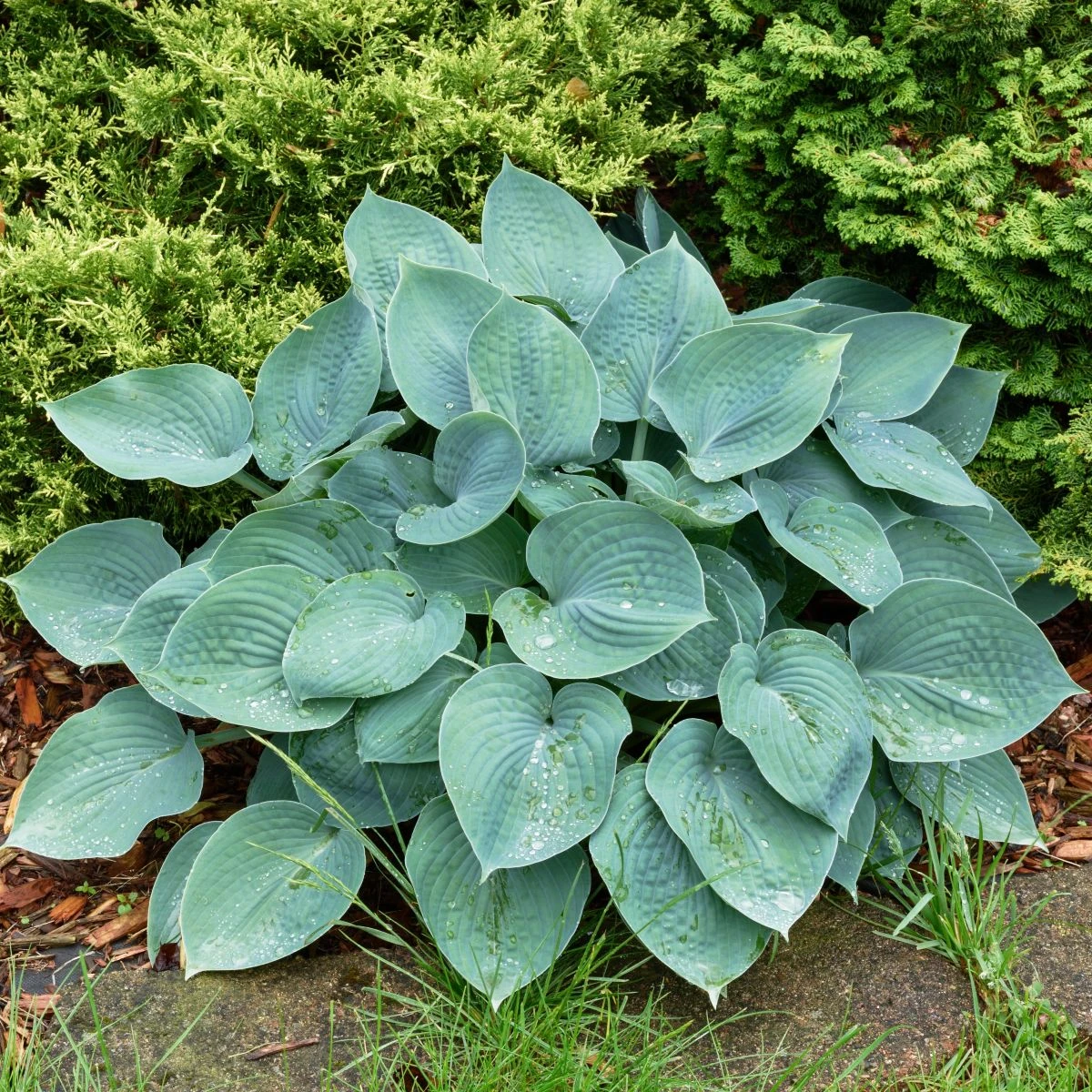 Bohyška - Hosta Blue Angel - hlízy bohyšky - 1 ks