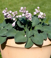 Bohyška - Hosta Mouse Ears - hlízy bohyšky - 1 ks