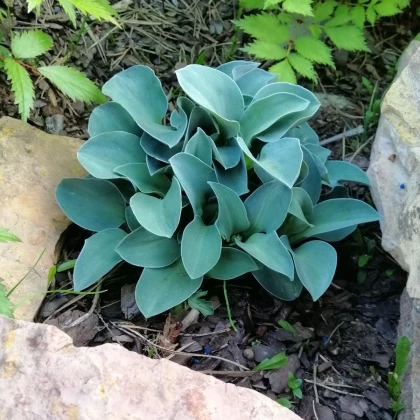 Bohyška - Hosta Mouse Ears - hlízy bohyšky - 1 ks