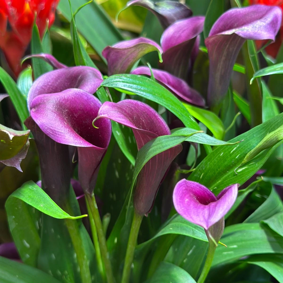 Kala Purple Sensation - Zantedeschia - hlízy kaly - 1 ks