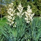Juka vláknitá - Yucca filamentosa - hlíza juky - 1 ks