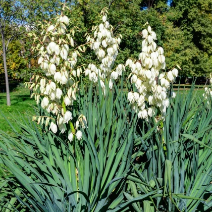 Juka vláknitá - Yucca filamentosa - hlíza juky - 1 ks