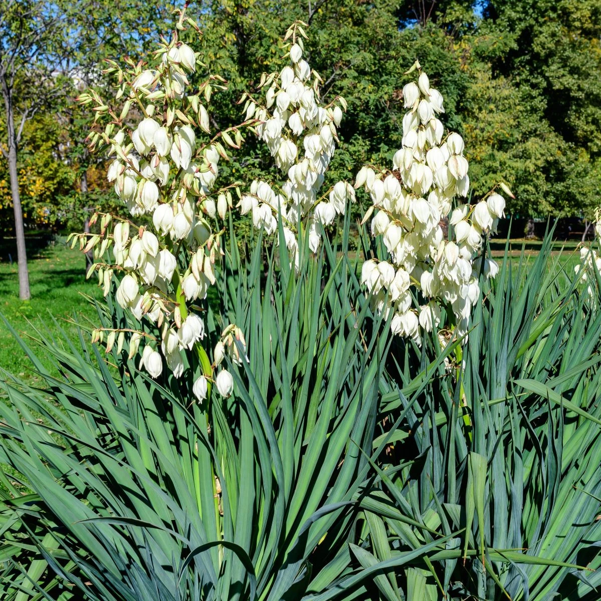Juka vláknitá - Yucca filamentosa - hlíza juky - 1 ks