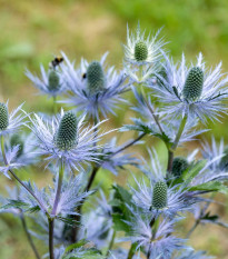 Máčka alpská - Eryngium Alpinum - prostokořenné sazenice máčky - 1 ks