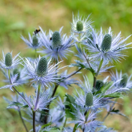 Máčka alpská - Eryngium Alpinum - prostokořenné sazenice máčky - 1 ks
