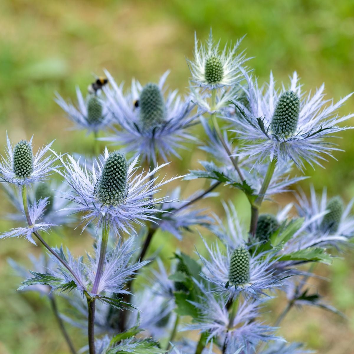 Máčka alpská - Eryngium Alpinum - prostokořenné sazenice máčky - 1 ks
