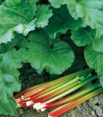 Rebarbora Victoria - Rheum rhabarbarum - prostokořenné sazenice rebarbory - 1 ks