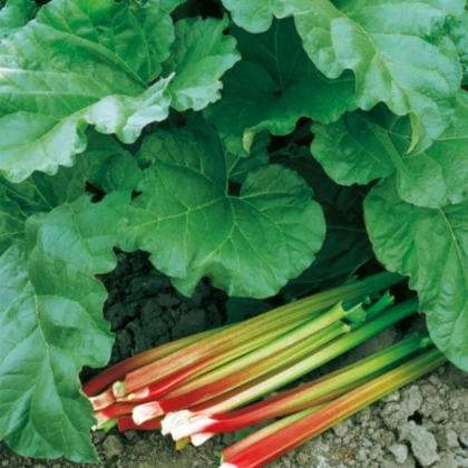Rebarbora Victoria - Rheum rhabarbarum - prostokořenné sazenice rebarbory - 1 ks