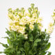 Fiala Cinderella Yellow - Matthiola incana - semena fialy - 40 ks