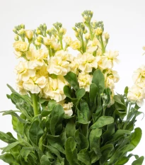 Fiala Cinderella Yellow - Matthiola incana - semena fialy - 40 ks