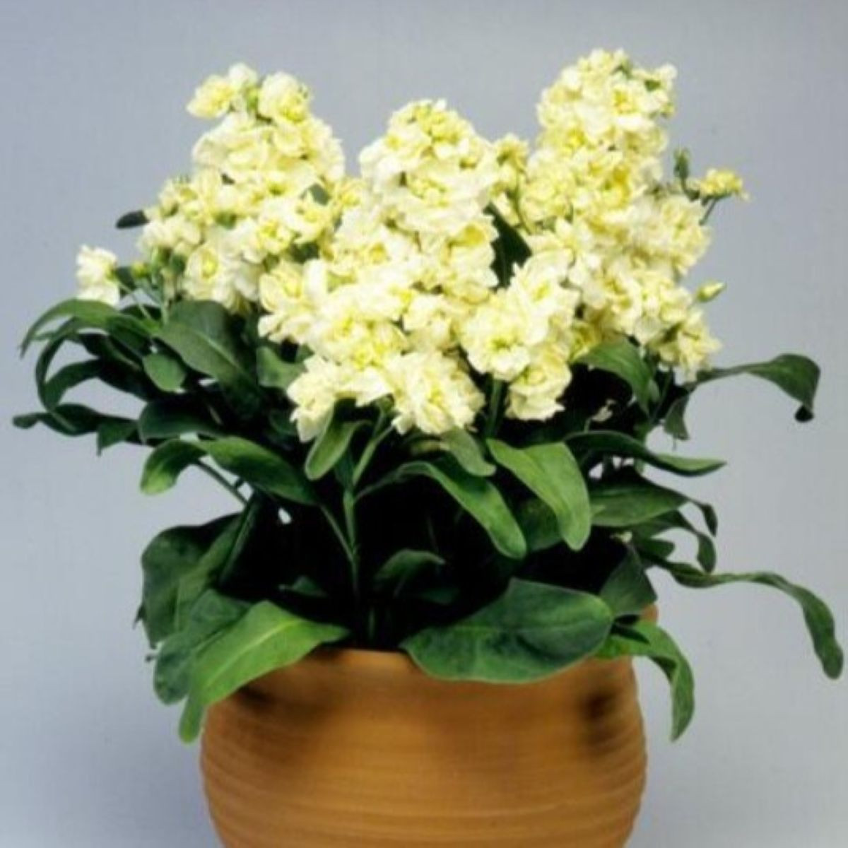 Fiala Cinderella Yellow - Matthiola incana - semena fialy - 40 ks