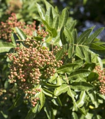 Sečuánský pepř - Zanthoxylum piperitum - semena pepře - 5 ks