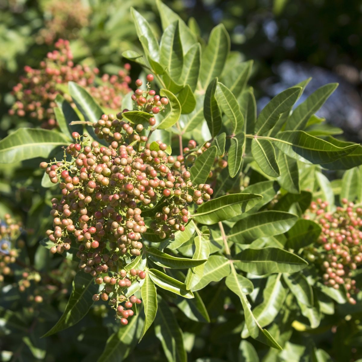 Sečuánský pepř - Zanthoxylum piperitum - semena pepře - 5 ks