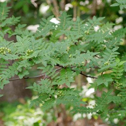 Sečuánský pepř - Zanthoxylum piperitum - semena pepře - 5 ks