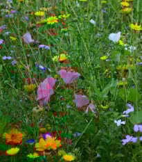 Nízká přírodní louka Premium Profi Line - Kiepenkerl - 400 g