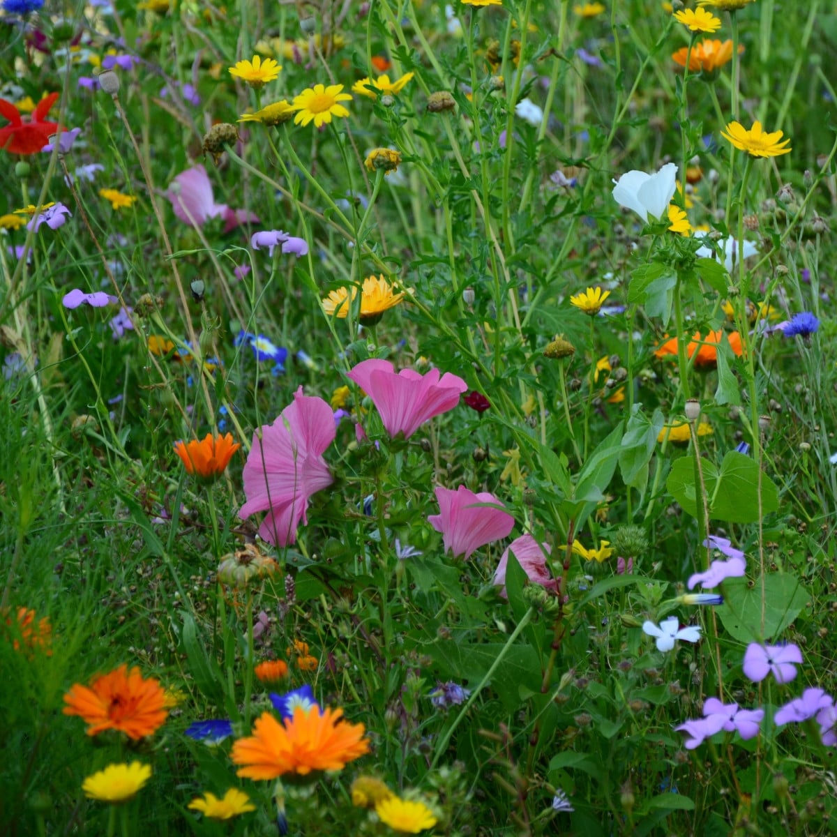Nízká přírodní louka Premium Profi Line - Kiepenkerl - 400 g