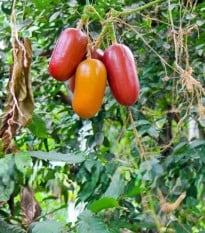 Muškátová okurka - Sicana odorifera - semena okurky - 6 ks