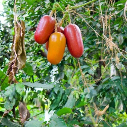 Muškátová okurka - Sicana odorifera - semena okurky - 6 ks