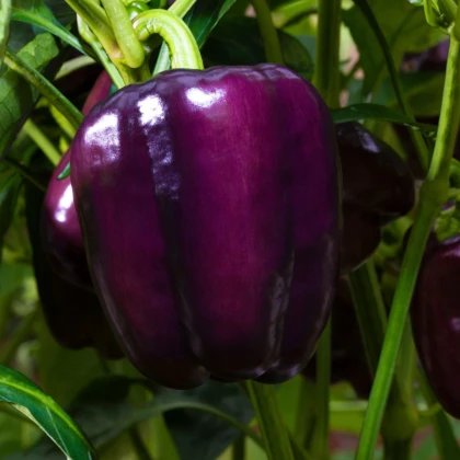 Paprika Beluga Lilac F1 - Capsicum annuum - semena papriky - 6 ks