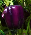 Paprika Beluga Lilac F1 - Capsicum annuum - semena papriky - 6 ks