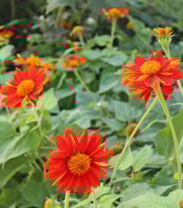 Titónie okrouhlolistá - Tithonia rotundifolia - semena titónie - 60 ks