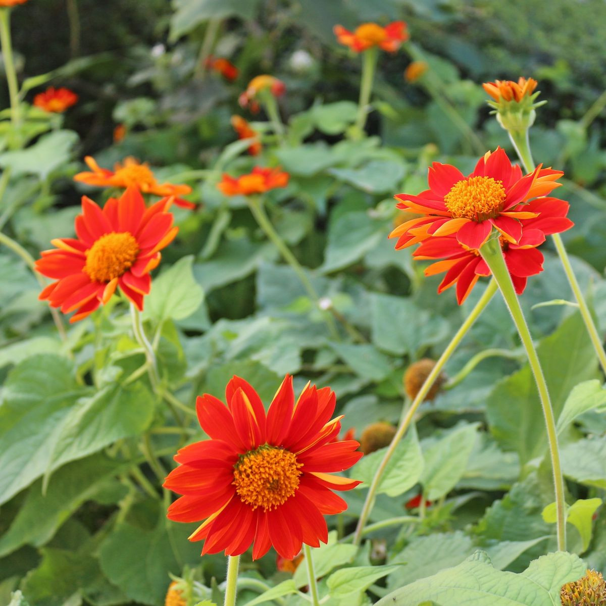 Titónie okrouhlolistá - Tithonia rotundifolia - semena titónie - 60 ks