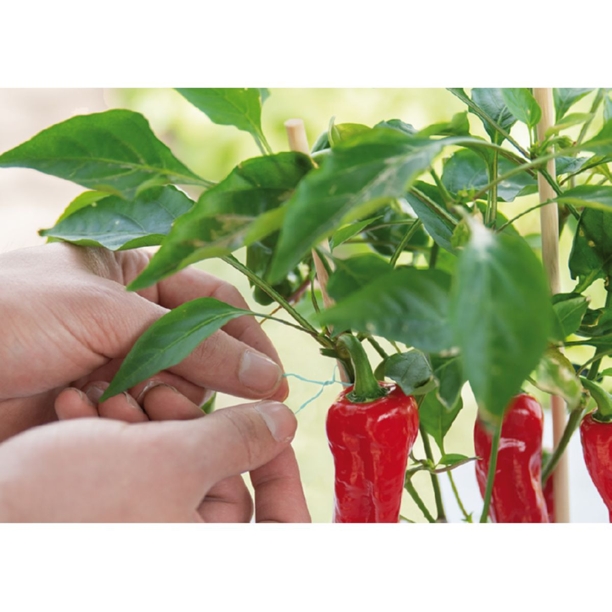 Zahradní drát zelený - SOGO - 30 m - 1 ks