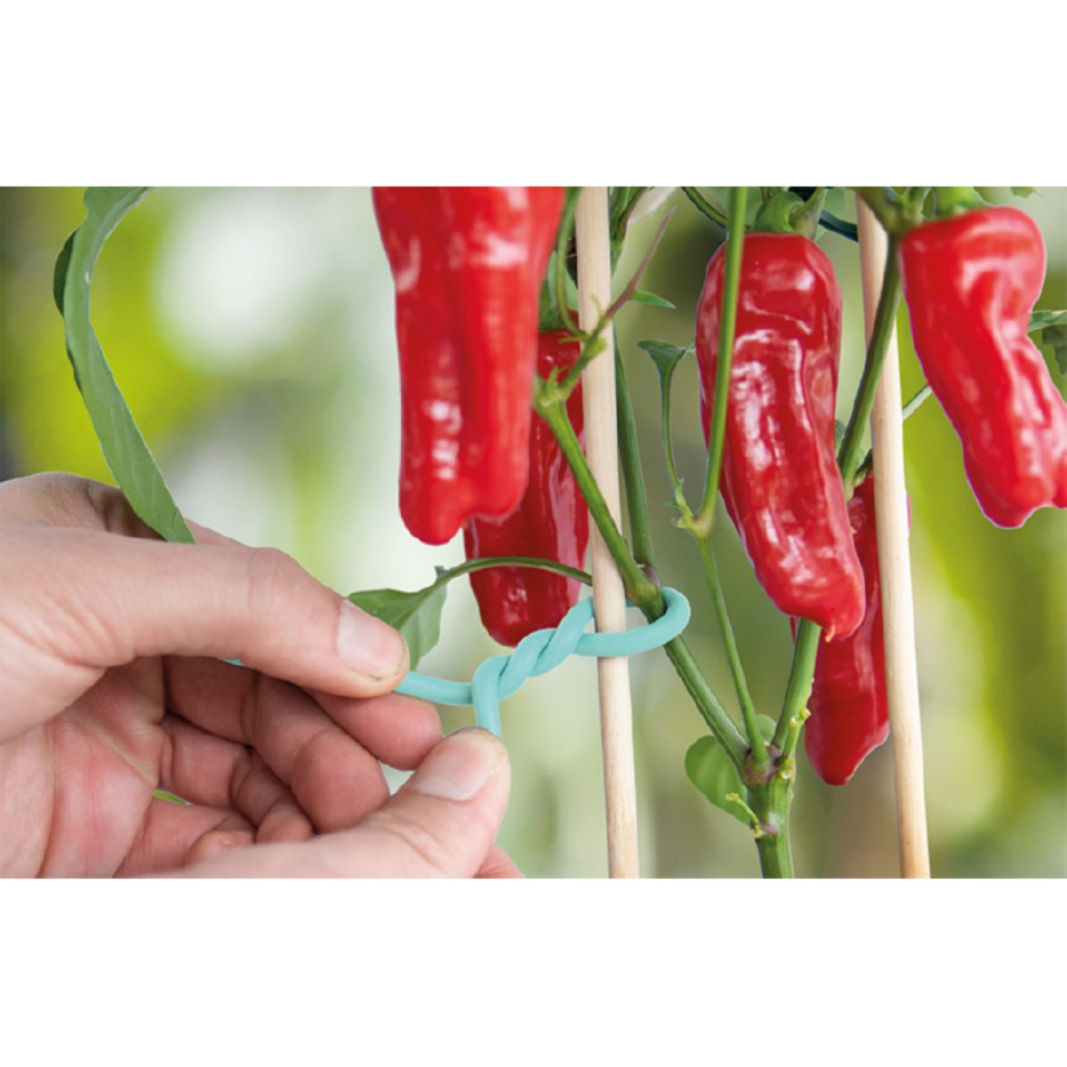 Gumový pás s drátem - SOGO - 7 m - 1 ks