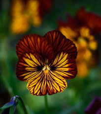 Violka Tiger Eye Red F1 - Viola cornuta - semena violky - 20 ks