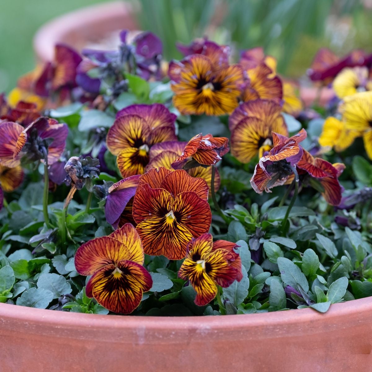 Violka Tiger Eye Red F1 - Viola cornuta - semena violky - 20 ks