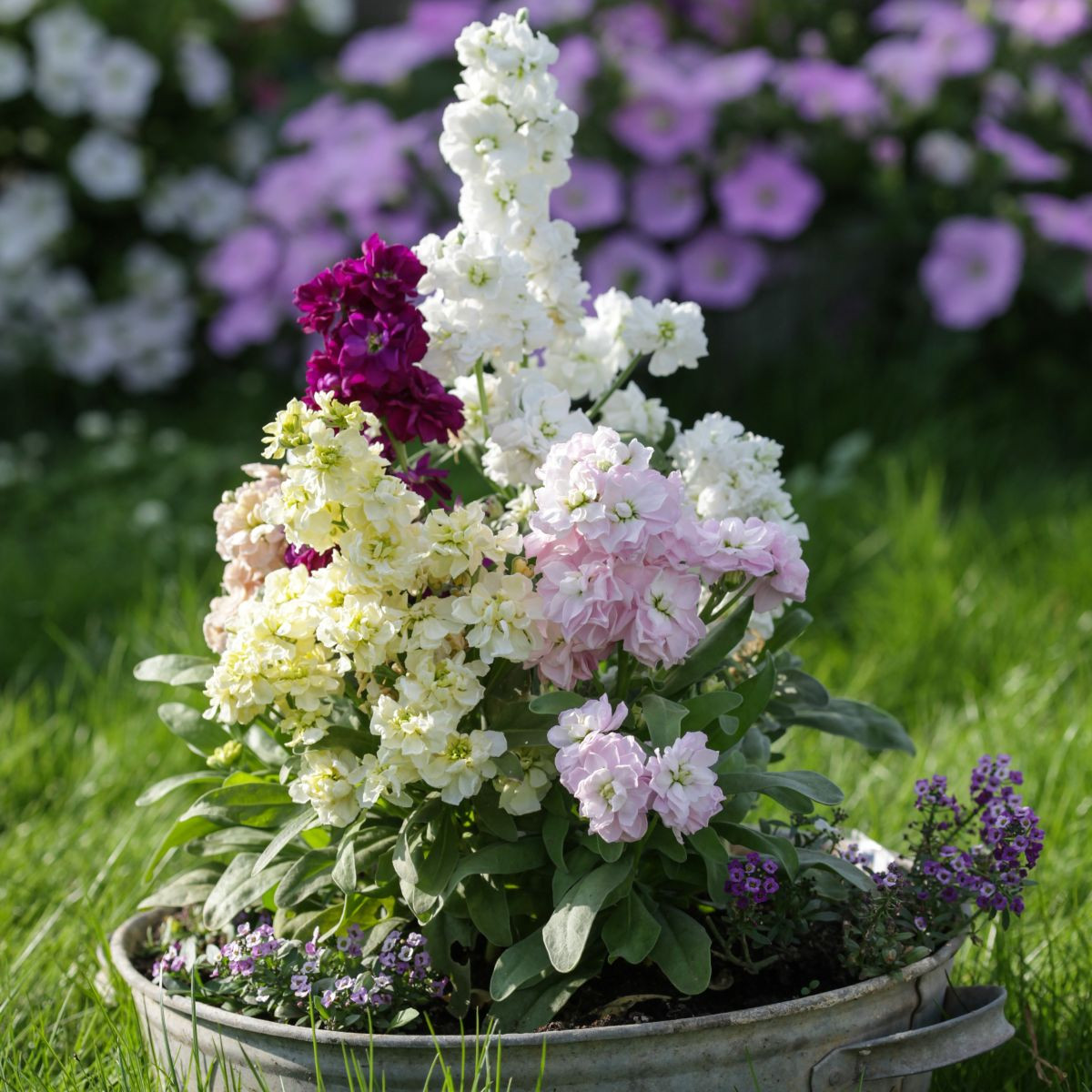 Fiala Cinderella Vivid Formula Mix - Matthiola incana - semena fialy - 40 ks