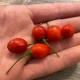 Chilli Aji Charapita Big Red - Capsicum chinense - semena chilli - 7 ks