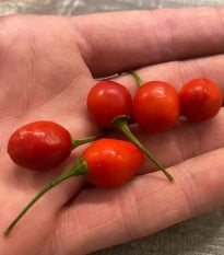 Chilli Aji Charapita Big Red - Capsicum chinense - semena chilli - 7 ks