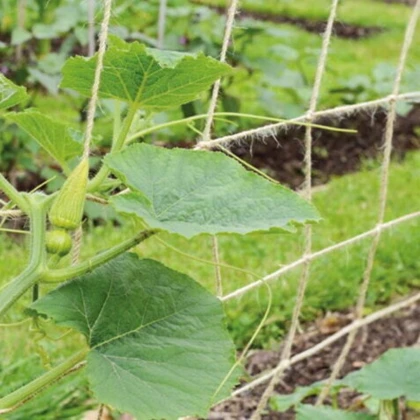 Jutová zahradní síť - podpůrná síť - SOGO - 1,8 × 1,8 m - 1 ks