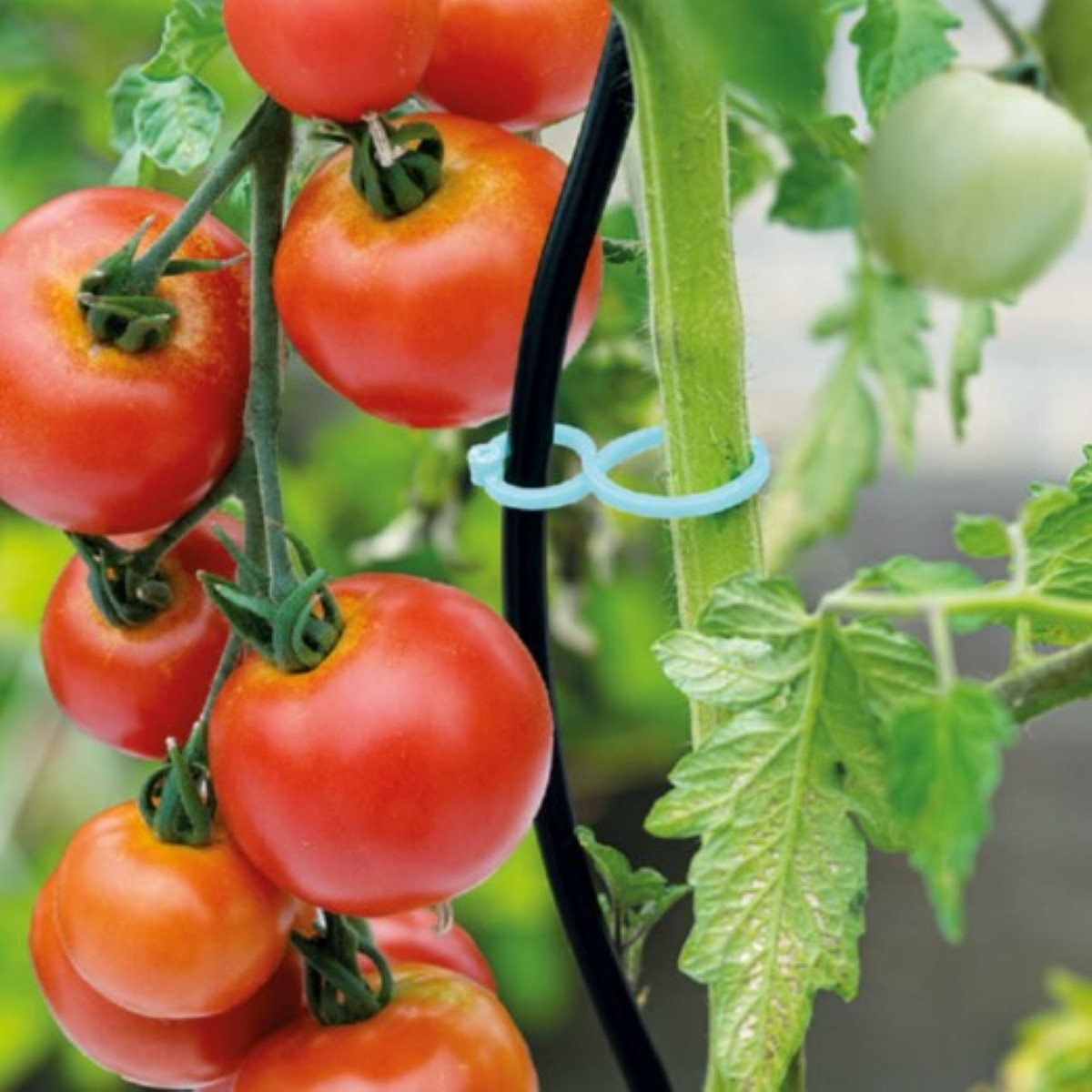 Klipsy na rajčata - SOGO - 15 ks