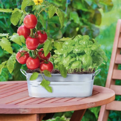 Buzzy - Okenní zahrádka Caprese salát - Pieterpik - 1 ks