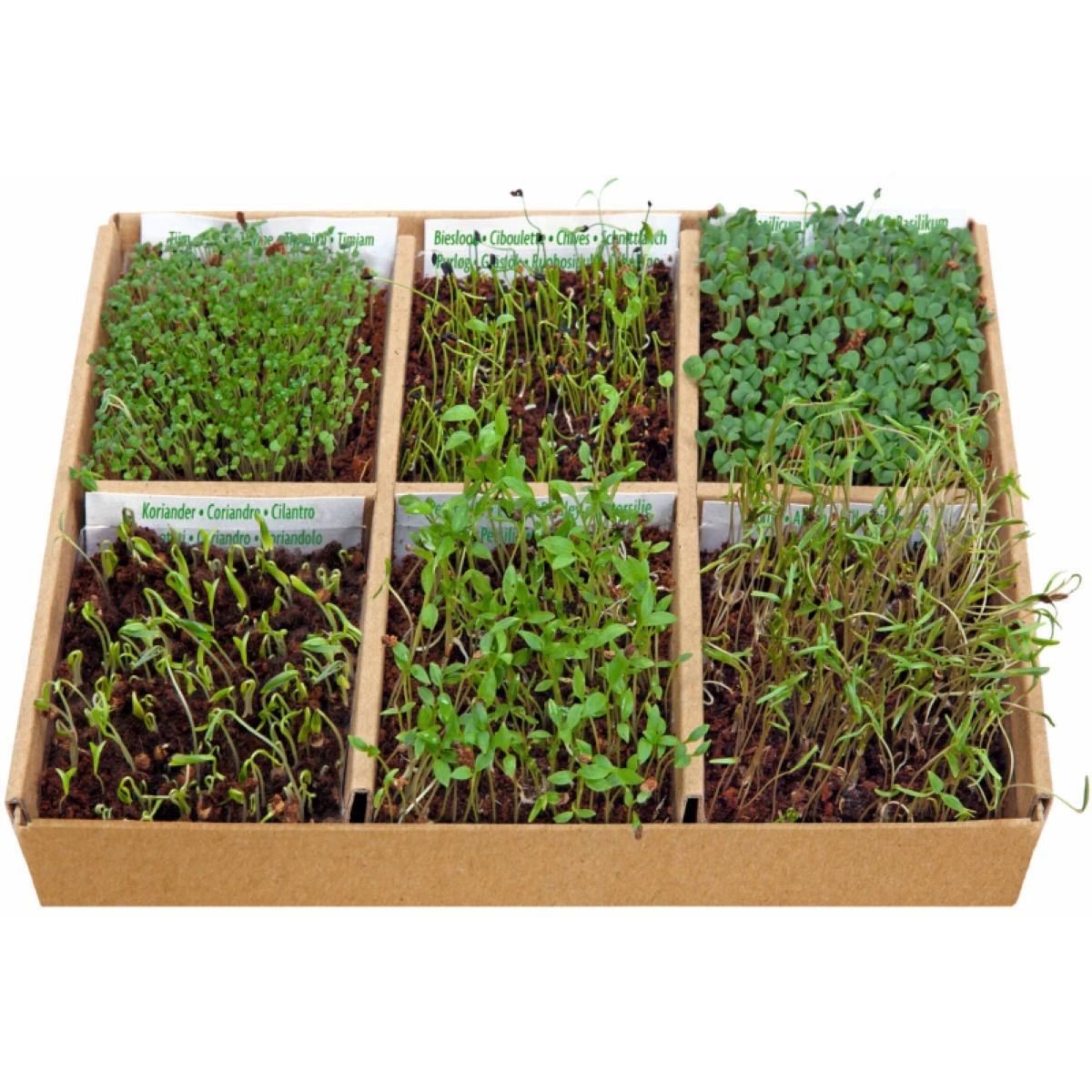 Buzzy – Startovací sada jedlé květy - Pieterpik - 1 ks