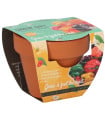 Buzzy Grow Gifts - Mini sada pro pěstování papriky - Pieterpik - 1 ks