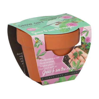 Buzzy Grow Gifts - Mini sada pro pěstování citlivky - Pieterpik - 1 ks