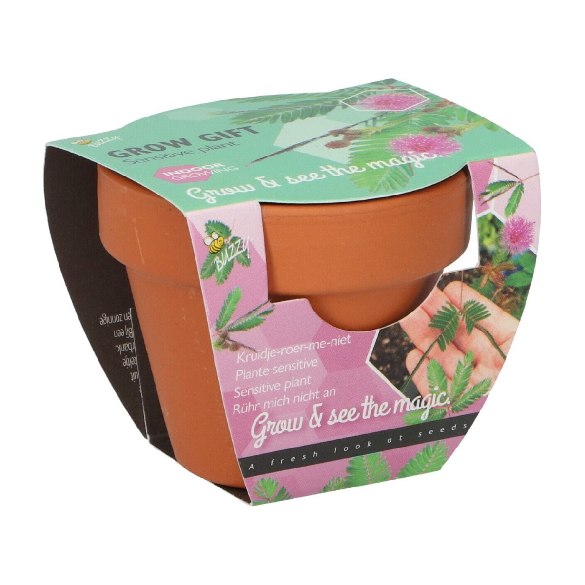 Buzzy Grow Gifts - Mini sada pro pěstování citlivky - Pieterpik - 1 ks