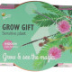 Buzzy Grow Gifts - Mini sada pro pěstování citlivky - Pieterpik - 1 ks