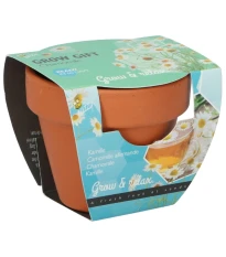 Buzzy Grow Gifts - Mini sada pro pěstování heřmánku - Pieterpik - 1 ks