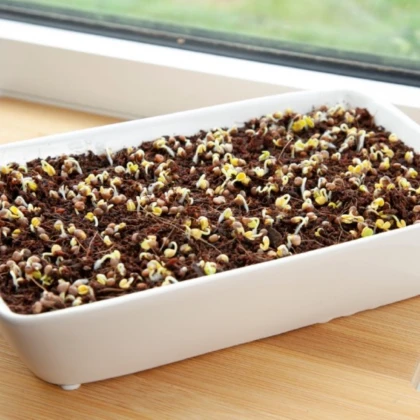 Buzzy - Sada pro pěstování ředkve Daikon Red - Pieterpik - 1 ks