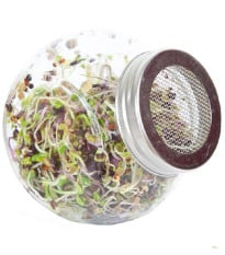 Buzzy - Bio klíčící sklenice Pikantní mix - Pieterpik - 1 ks