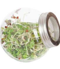 Buzzy - Bio klíčící sklenice Daikon - Pieterpik - 1 ks