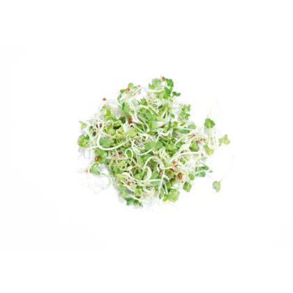 Buzzy - Bio klíčící sklenice Daikon - Pieterpik - 1 ks