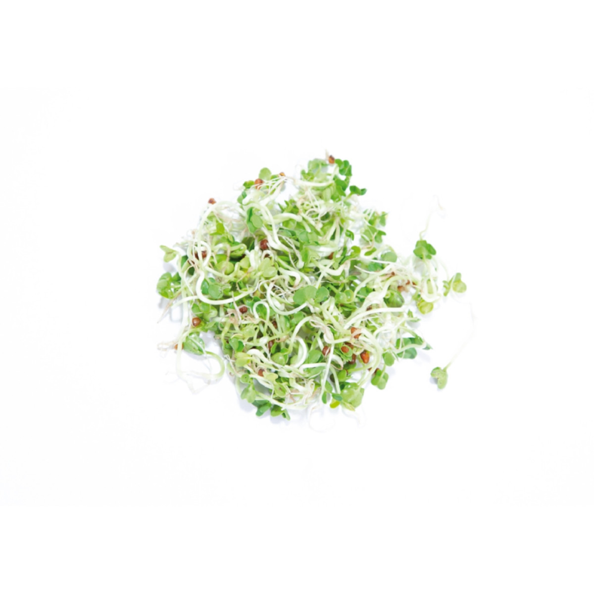 Buzzy - Bio klíčící sklenice Daikon - Pieterpik - 1 ks