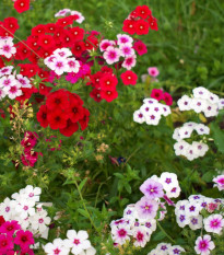 Plaménka Drummondova Tapestry - Phlox drum. - semena plaménky - 180 ks